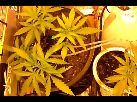 how to vent a grow box