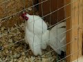 Bantams White Old English Part 2 Bantams White Old English Part 2