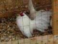 Bantams White Old English Part 2