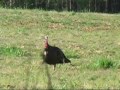 Spring Gobbler Hunt with Southampton Outfitters