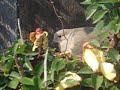 Bird In My Yard Bird In My Yard