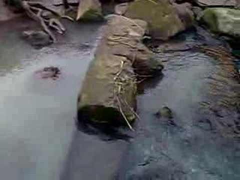 Troll Bridge Berwick-upon-Tweed