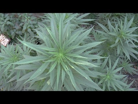 how to get more cbd in weed