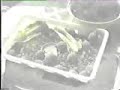 tortugas moras