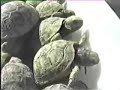 tortugas moras