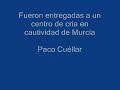 tortugas moras