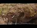 planeta-agua-buceo-en-thistlegorm-ii-mar-rojo-red-sea-.html