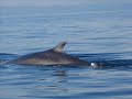 Tadoussac - � la d�couverte des baleines