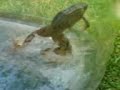 Frogbert 2