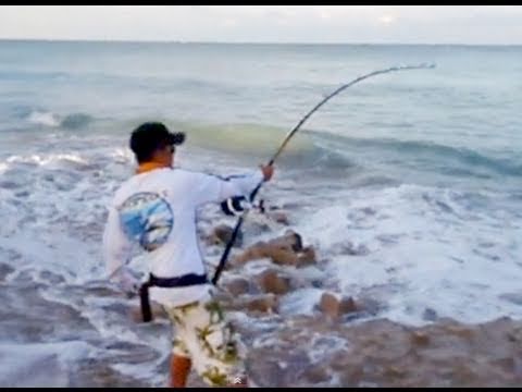 BIG GAME FISHING - Video of Jimmy & Jimmy Big Game Fishing for Sharks from Shore. Visit our website: http://blacktiphfishing.org/ SPONSORS: http://barrettrods.com/