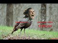 antifb (eziklerin efendileri)