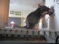 eddy pushing the lever in the skinner box with the light on