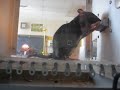 eddy pushing the lever in the skinner box with the light on