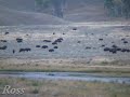 Click here to watch this video free roming buffalo of yellowstone national park