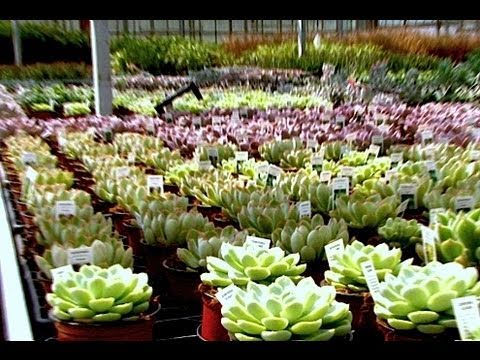 how to collect echeveria seeds