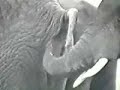 ELEFANTE COME CACA
