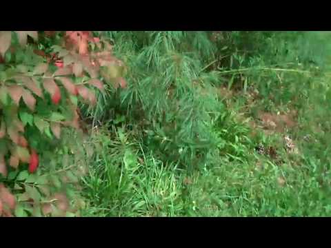 how to transplant burning bush