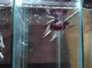 betta de omar betta de omar
