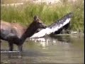 yellowstone wildlife 4 yellowstone wildlife 4
