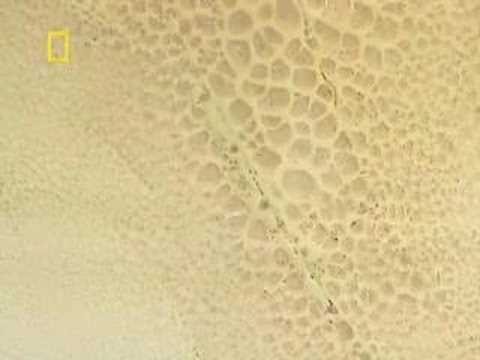 National Geographic Channel - I ...