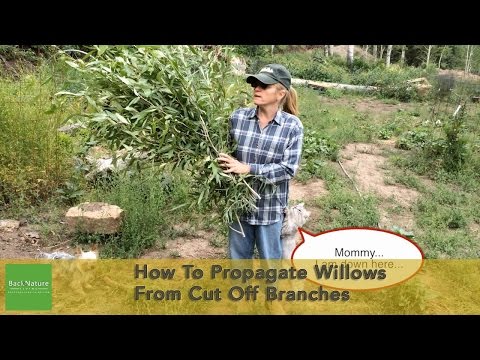 how to transplant willow cuttings