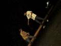 videos de beautiful