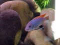 Metriaclima Greshakei