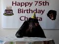 Guests sing Happy Birthday at Cheeta's 75