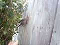 We Rescued a bird!!!!