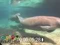 Manatees In Crystal River Florida