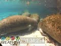 Manatees In Crystal River Florida Manatees In Crystal River Florida