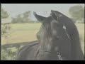 Websters Arabians: beyond bey Websters Arabians: beyond bey