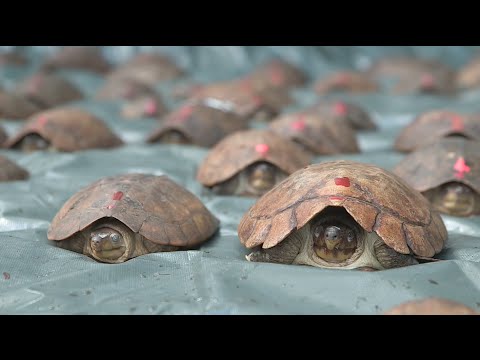 YouTube reptile video
