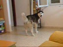 siberian husky