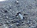 Picky Gentoo Penguin Picky Gentoo Penguin