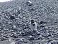 Picky Gentoo Penguin