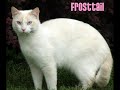 My MizuClan Cats My MizuClan Cats