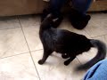Gatita.MPG