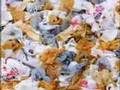Intolerable Beauty - Portraits of American Mass Consumption
