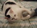 Q13: Stupid Cat