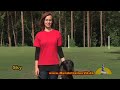 Deutsche Dogge "Sky" aus der Hundeschule Uwe Krüger bei Berlin