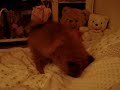 Cookie my puppy Pomeranian