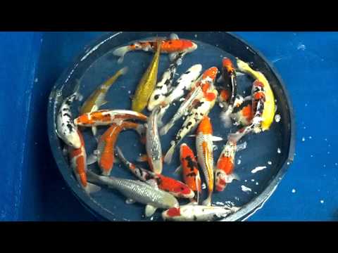 Madankoi high quality koi
