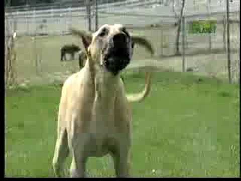 Breed All About It - Great Dane