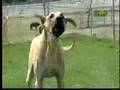 Breed All About It - Great Dane
