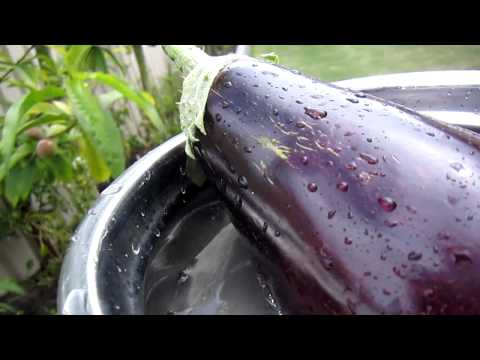 how to harvest eggplant