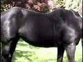 Chez Chevaux Thoroughbred Race Horse Rescue