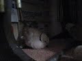 Two ring necked turtle doves cooing