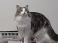 Cat dancing and hallucinating