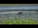 sandhill cranes with babies